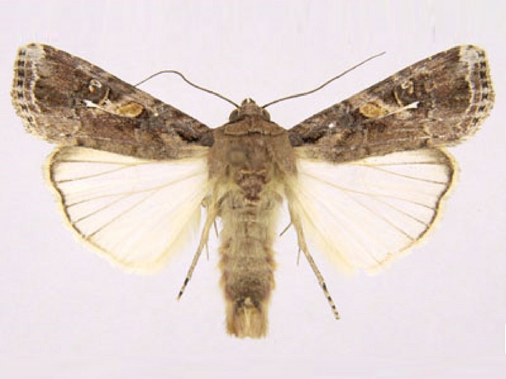 5 Spodoptera frugiperda